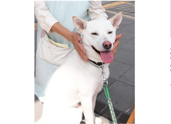 纪州犬 幼犬图片
