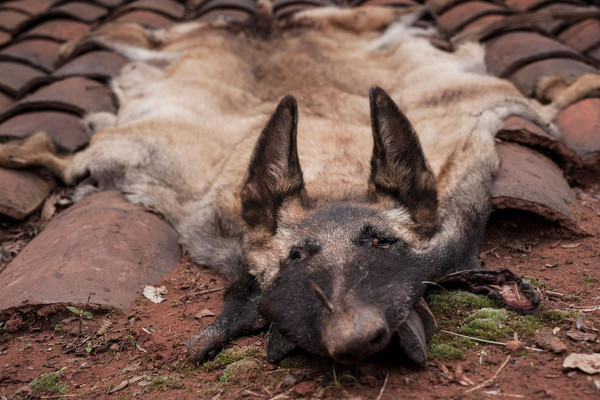 参与猎狼的民众将近60人,只有一半的人敢吃狼肉,村民表示,没吃出什麼