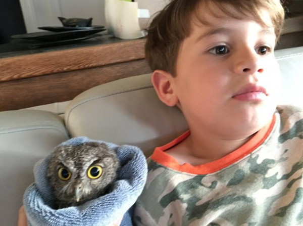 奥利陪猫头鹰一起看猫头鹰卡通.(图/翻摄自网路)