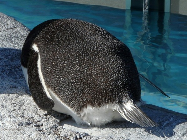 萌!企鹅大集合 日网友疯传「毛绒屁屁照」