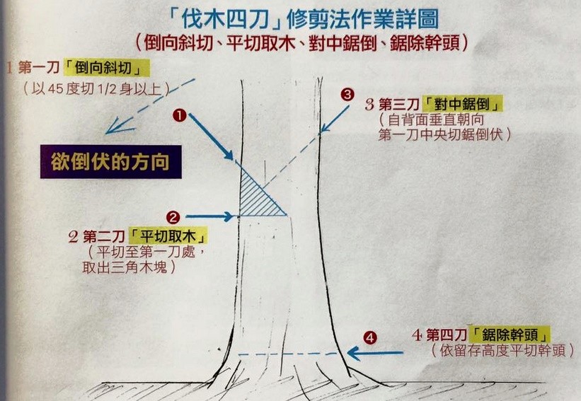 电锯锯树正确方法图片