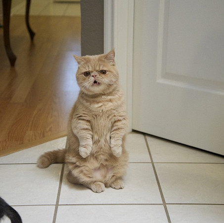 ettoday宠物云 宠物 乔治是一只橙色的异国短毛猫,圆圆的大眼和不耐烦