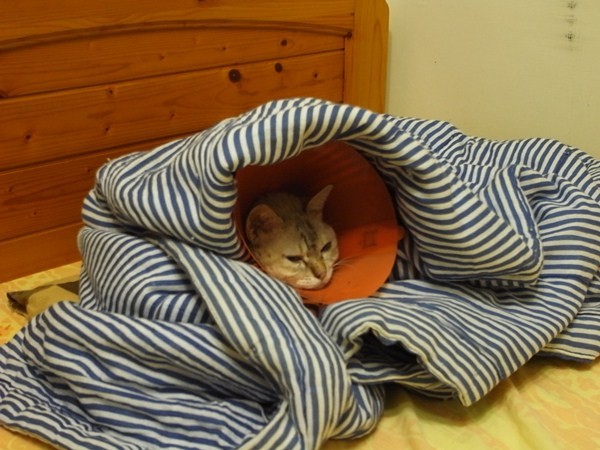 心脏病猫最怕冬天,主人用整条被子裹住小咪,它也乖乖配合.