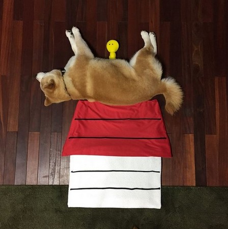 狗狗也会拿自拍神器自拍?!日本超可爱柴犬睡觉