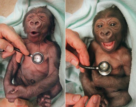 好可爱啊!猩猩宝宝看病照,在网路上疯狂分享(图/取自脸书)