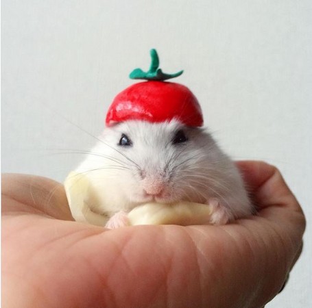 日本仓鼠muu要参加展览啦 | etfashion时尚云 | ettoday东森新闻云