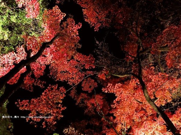 轮王寺点灯赏夜枫!青,红色枫叶美景犹如仙境