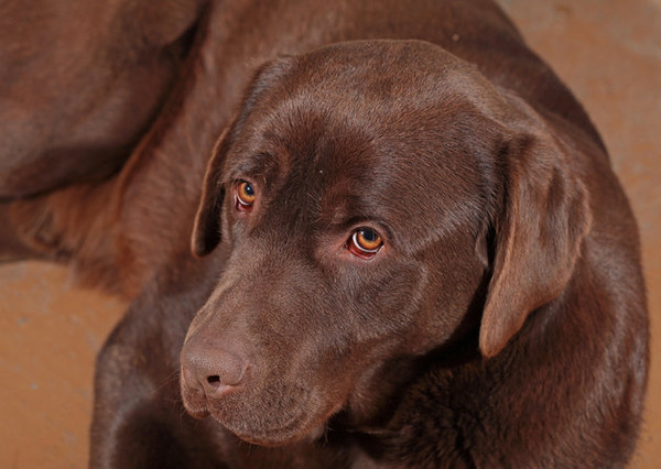 一头狗名字叫「扳机」的拉布拉多犬误触猎枪扳机,射伤了女主人.