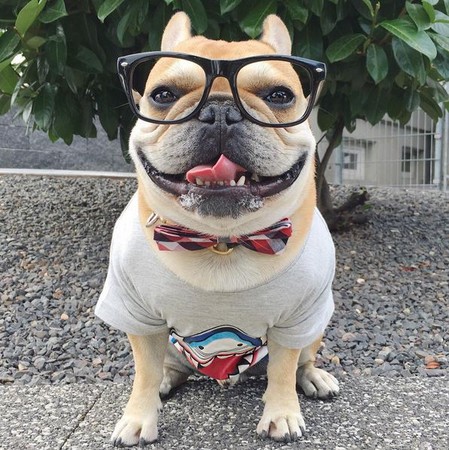 会开车就是屌啊!你不知道的跩跩帅法斗真实生活纪录