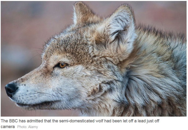bbc又被发现造假 野狼其实是「狼演员客串」