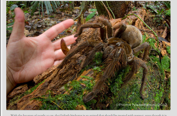国际中心/综合报导 南美巨人食鸟蛛是世界上最大的蜘蛛(south