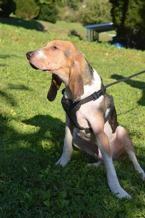 全身烫伤只剩8公斤 癞痢狗急救119天获新生