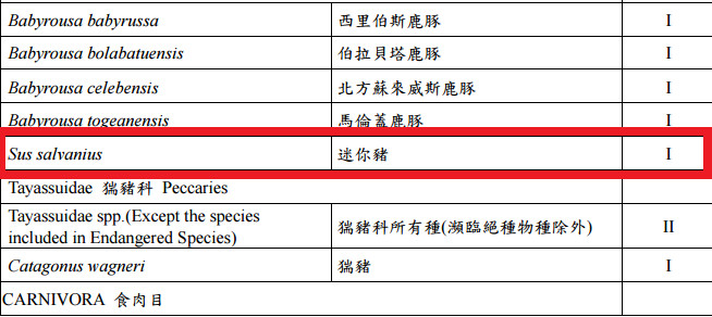 列保育影響達悟族文化? 學者:蘭嶼豬隻是俗稱迷你豬