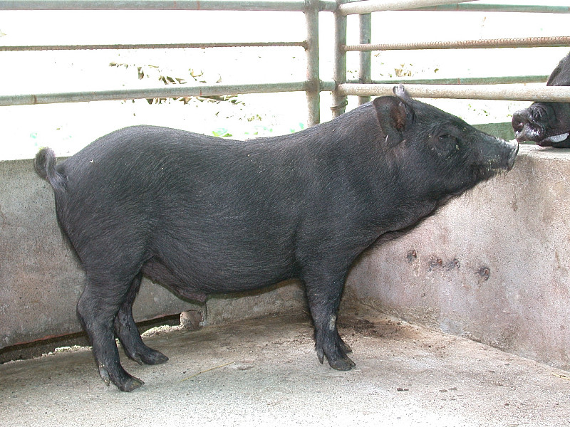 列保育影响达悟族文化? 学者:兰屿猪只是俗称迷你猪