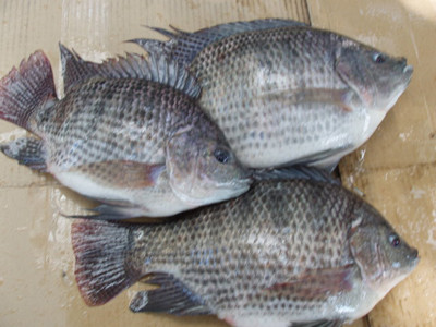 南韩节目抹黑台湾鲷滥用抗生素 嘉义县政府要求道歉