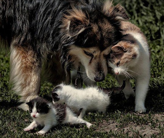 分享喜悦 猫妈妈介绍孩子给狗朋友认识