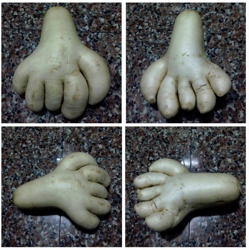 菜园拔出「5指萝卜手」 网友崩溃:出土时会吓到啦