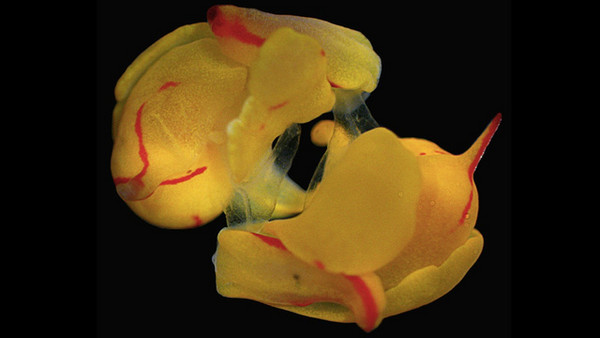 科学家发现,四棘腹翼海蛞蝓(siphopteron quadrispinosum)在发生性