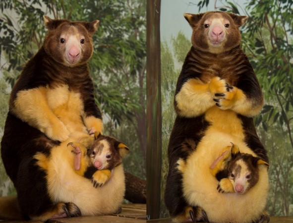 赤树袋鼠妈妈带宝宝拍亲子照 握拳拍手心表情好神气