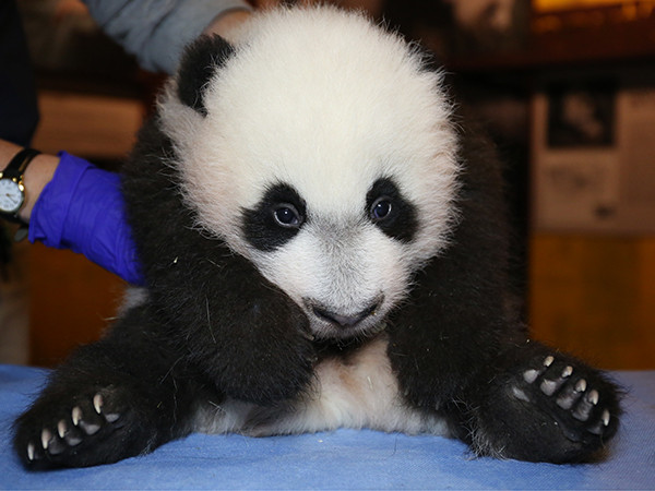 華盛頓動物園貓熊寶寶貝貝初登場 粉絲排隊爭睹!