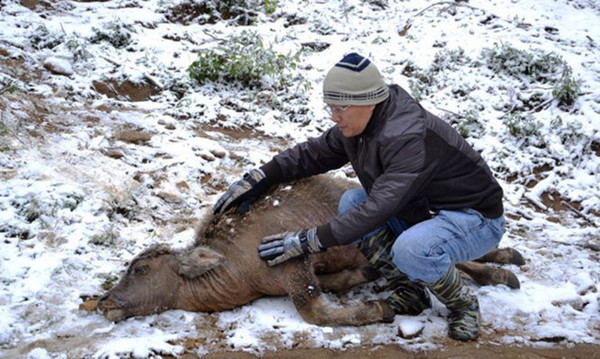 霸王寒潮席卷越南 温度下探-4.2度冻死47头牛