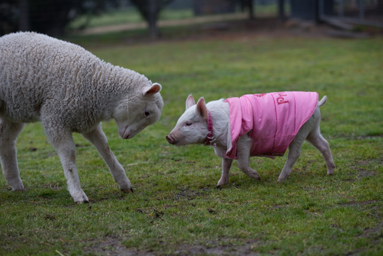 粉红猪squeak以为自己是羊咩咩 在草皮上飞起来了!