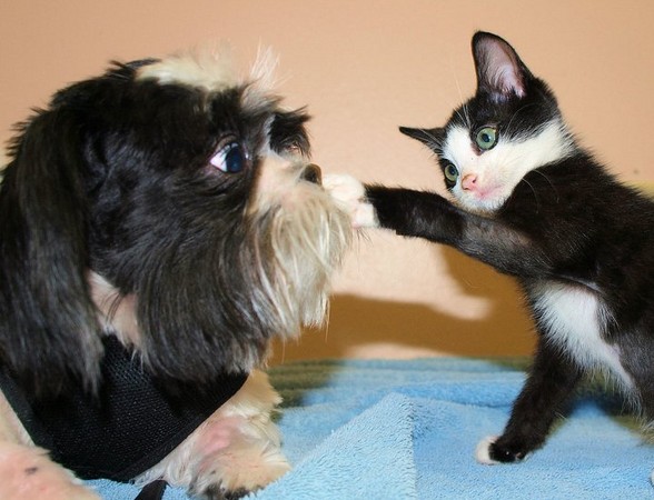 它们都叫dexter 猫狗同名同花色,同命运!