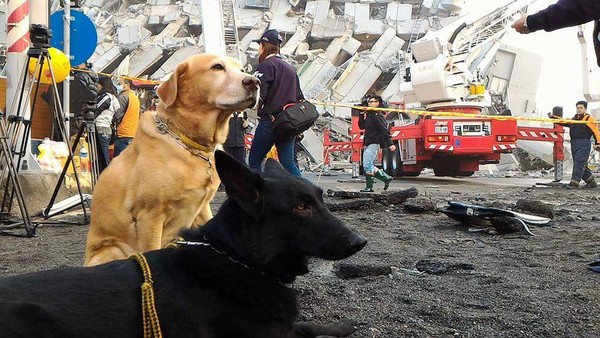 「它是受伤不是害怕 邵庭爆气还原搜救犬哀号真相