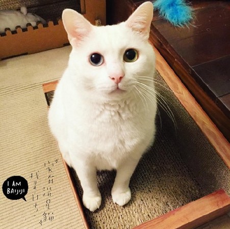 卖萌第一把交椅就是它!网路红猫「白吉」8个疗愈时刻