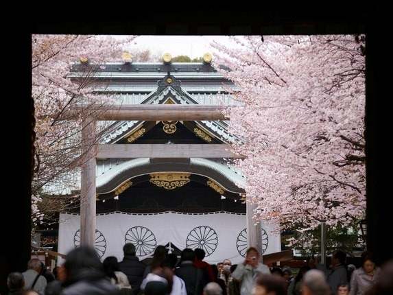靖国神社的樱花图片