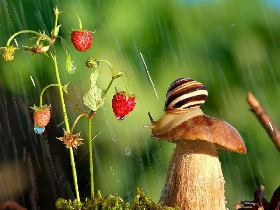 蜗牛眼中的世界这麼美!让你瞬间感到平静的蜗牛摄影