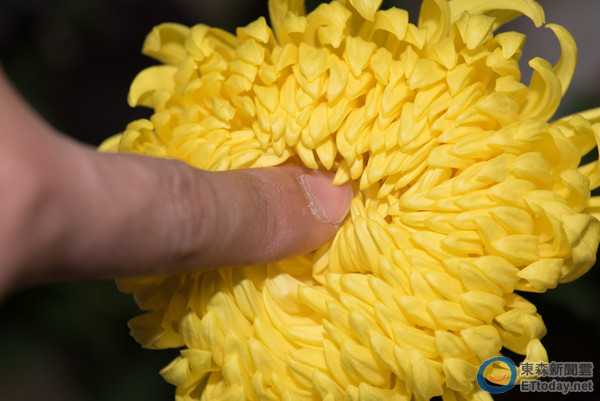 网搜小组/综合报导 「菊花残,满地伤,我的手套已泛黄…」上海