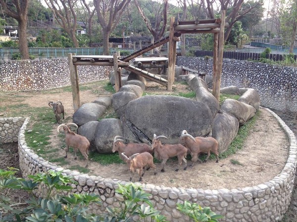 ▼髯羊們第一次「相親」就處得很好.(圖/翻攝自壽山動物園臉書)