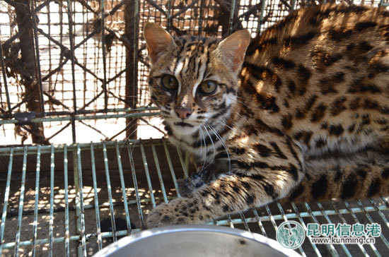 石虎又称豹猫,虽然脚受伤了还是很灵活.(图/翻摄自昆明信息港)