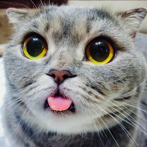 下巴畸形合嘴超困难 「吐舌猫」萌到ig上万粉丝追踪