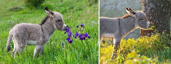 这就是春天吗?25张照片带你看专属小动物们的春日体验