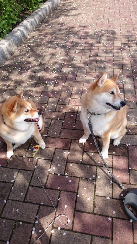 叛逆柴犬ハナ也有浪漫的時候～汪星人櫻花樹下約會實錄