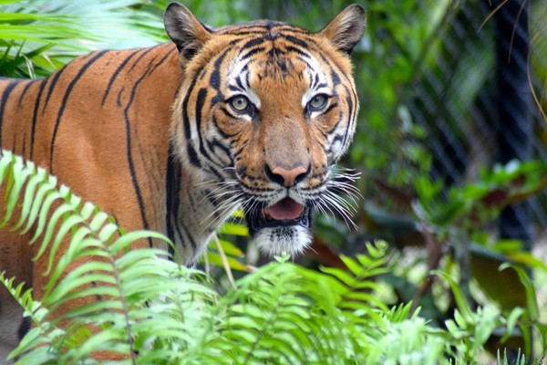 ▼馬來虎咬死38歲飼養員.(圖/翻攝自palm beach zoo)