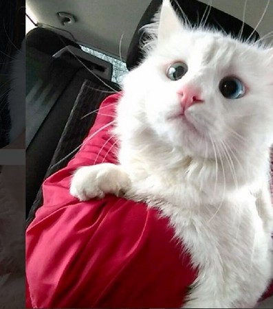 土耳其梵猫表情包图片