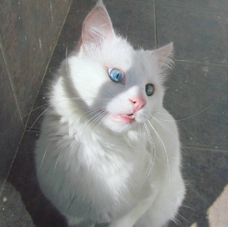 土耳其梵猫的眼睛图片