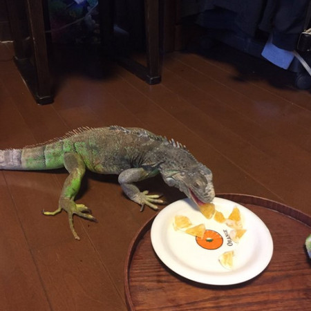 绿鬣蜥老兄猛舔盘子 满脸疑惑怎麼这颗橘子咬不起来