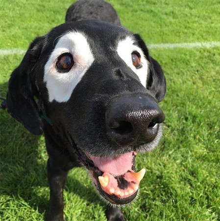 别人有黑轮我有白眼圈!命运坎坷的白眼圈狗狗rowdy