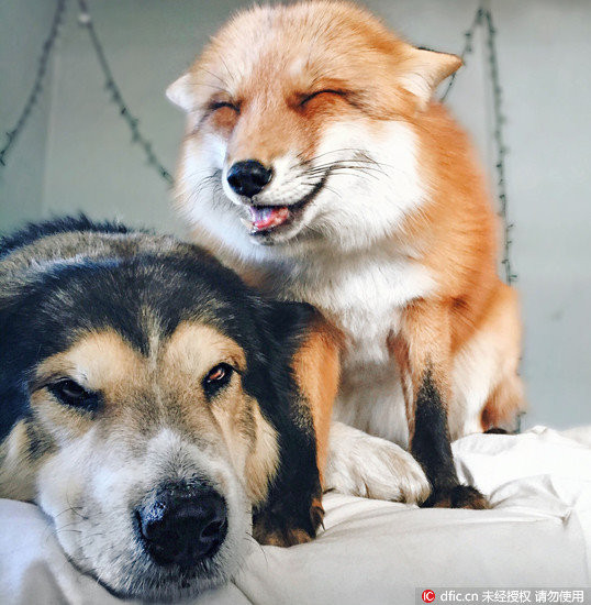狐狸被狗养成同类了? 放松的表情根本「月月」