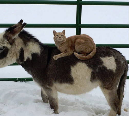 猫咪「骑马出巡」超神气 网笑:这才是真正的主子啊!