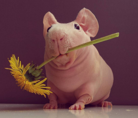 「无毛天竺鼠」超萌! 「粉红皮肤」每周都得保养