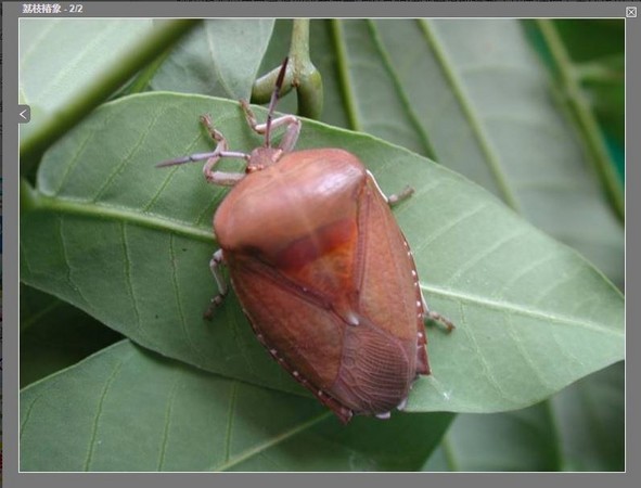 收衣服确认有没有虫卵! 「荔枝椿象」臭液让人皮烂眼瞎