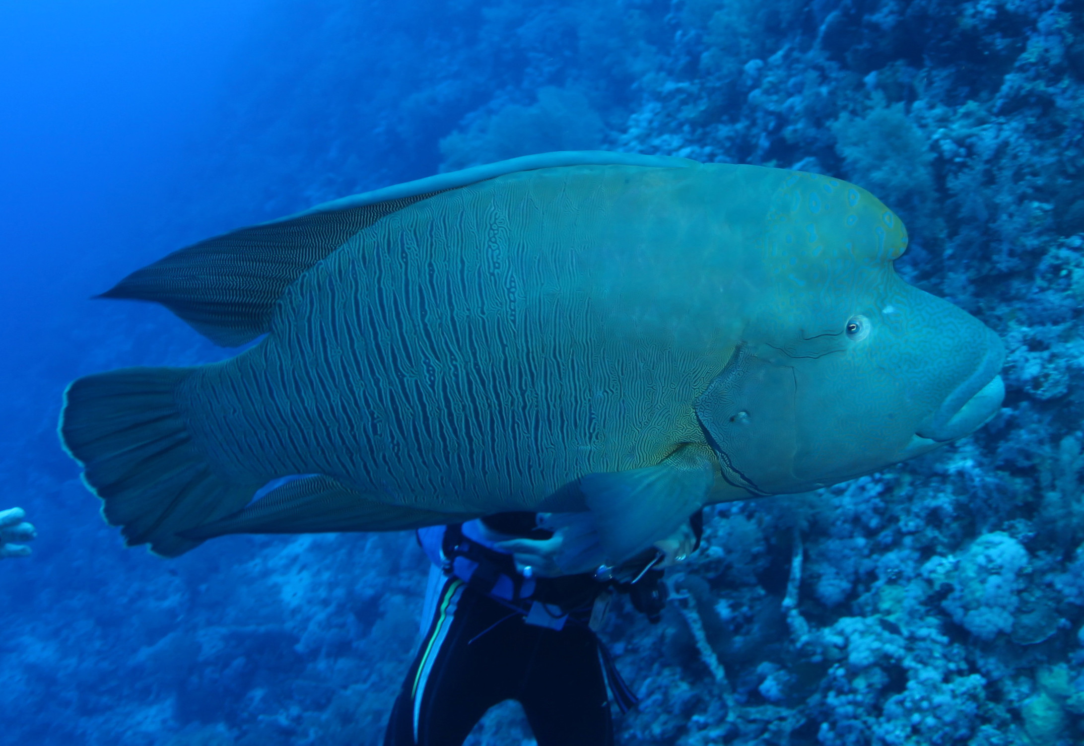▼绿岛保育明星龙王鲷日前遭民宿业者宰杀,引发众怒