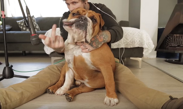 ettoday宠物云 宠物 影片中,壮壮的斗牛犬傻呼呼地坐著,任人拍打身体