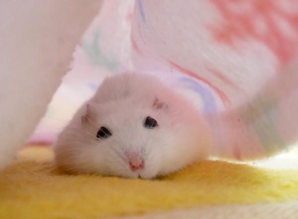 肥鼠鼠摊地板睡觉引万人朝圣 网友:麻糬冰溶化啦!