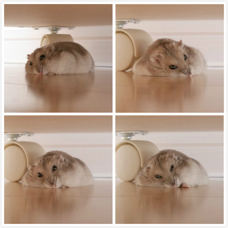 肥鼠鼠摊地板睡觉引万人朝圣 网友:麻糬冰溶化啦!